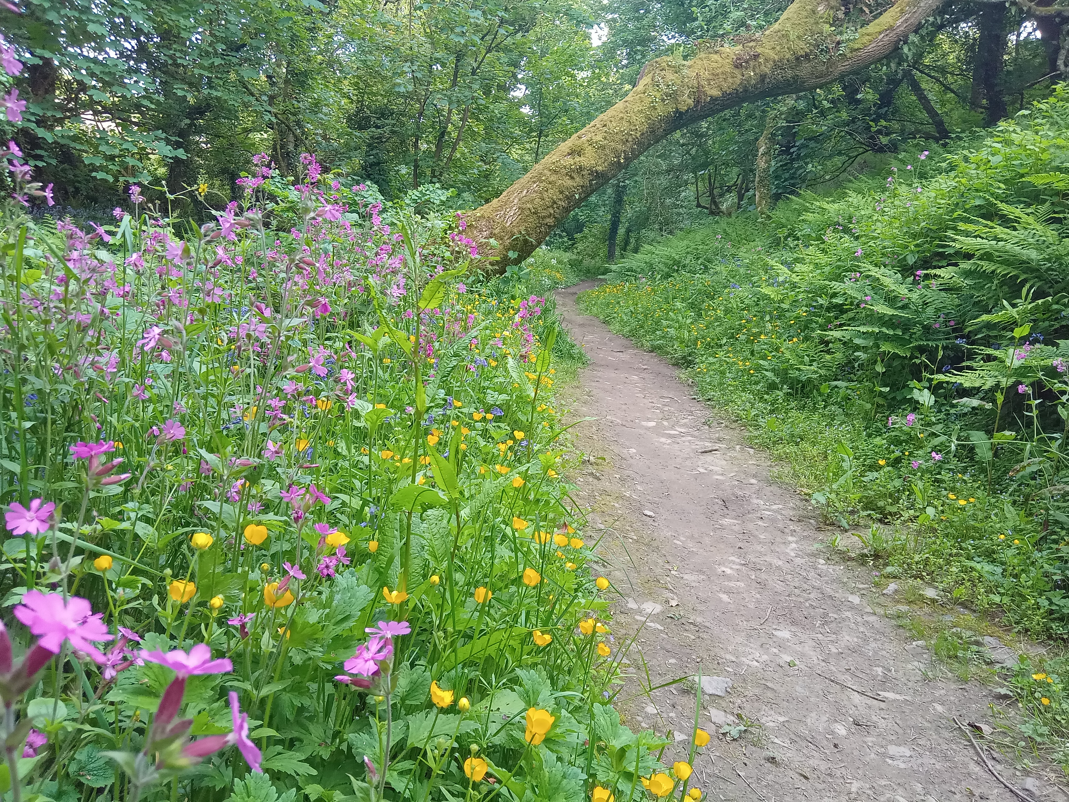 meadow woodland path
