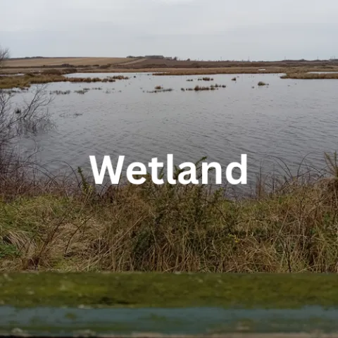 wetland sounds hear habitat