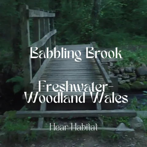 Babbling Brook Freshwater Woodland Wales