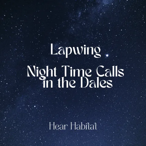 Lapwing Night Time Calls In the Dales