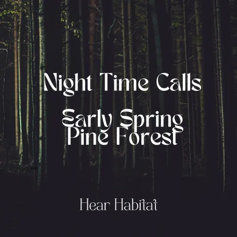 Night TIme Calls Early Spring Pine Forest