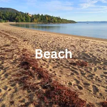 beach sounds hear habitat