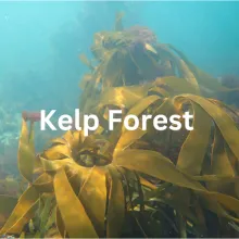 kelp forest sounds hear habitat