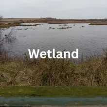 wetland sounds hear habitat