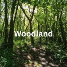 woodland sounds hear habitat
