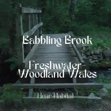 Babbling Brook Freshwater Woodland Wales