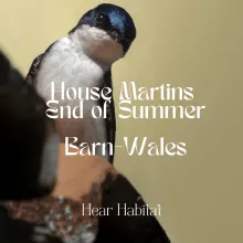 House Martins End of Summer