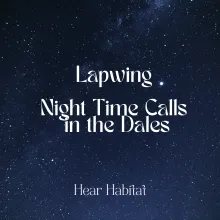 Lapwing Night Time Calls In the Dales