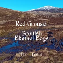 Red Grouse Scottish Blanket Bogs