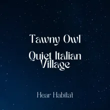 tawny owl quiet italian village